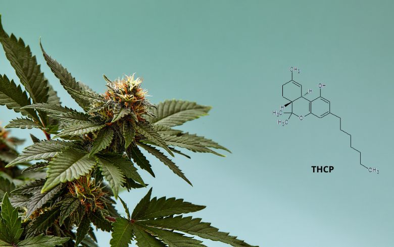 Notizie sulla cannabis