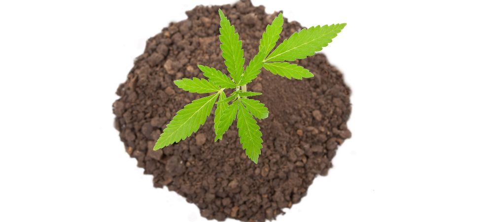 Terra per la coltivazione di marijuana