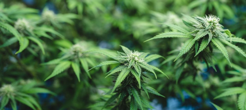 Pianta che cresce con SCROG