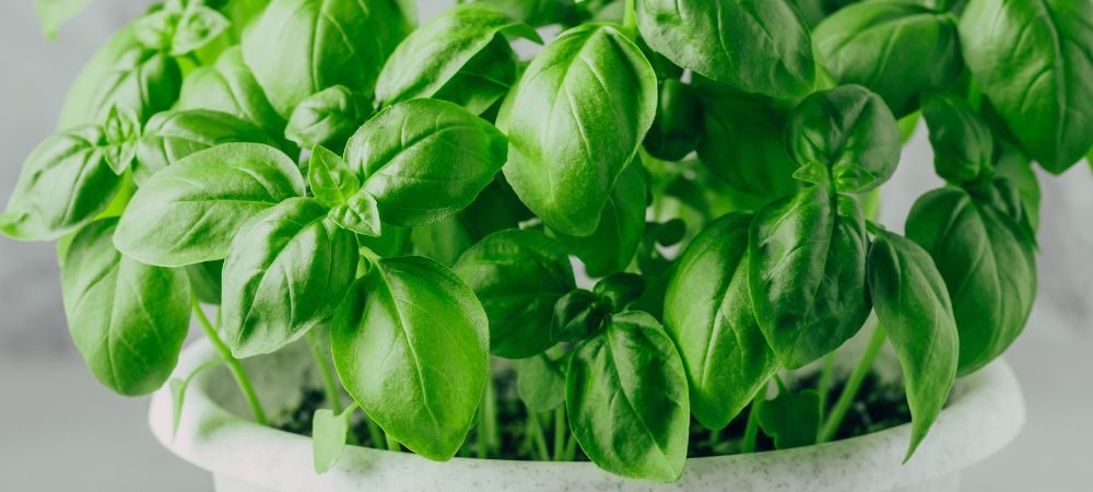 cariofillene - basilico cariofillene - basilico