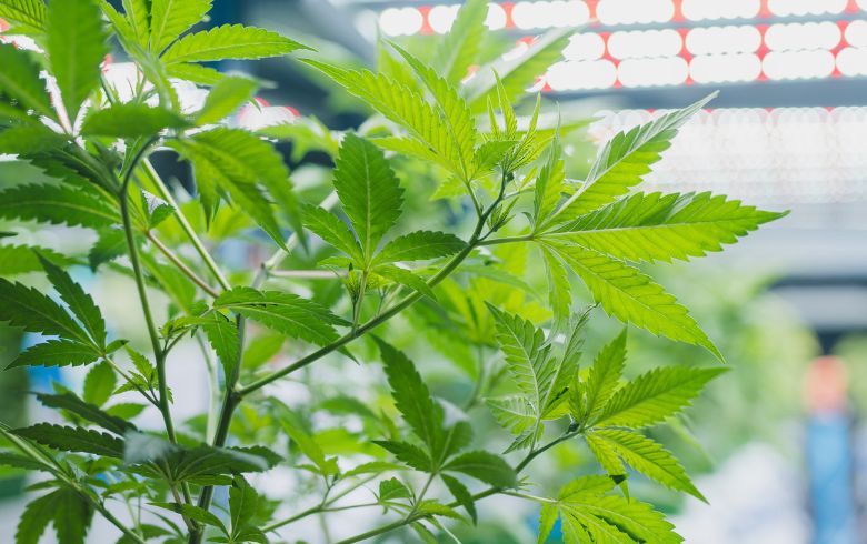 Notizie sulla cannabis