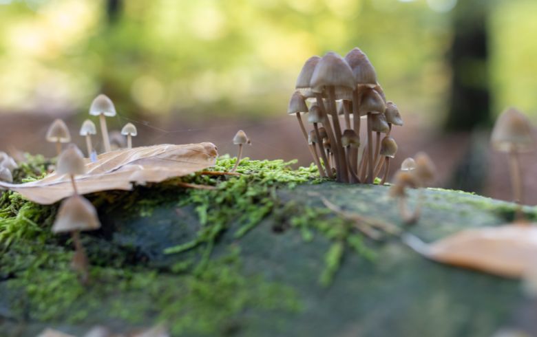 Notizie sulla cannabis