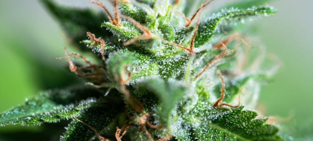 utilizzare terpeni marijuana