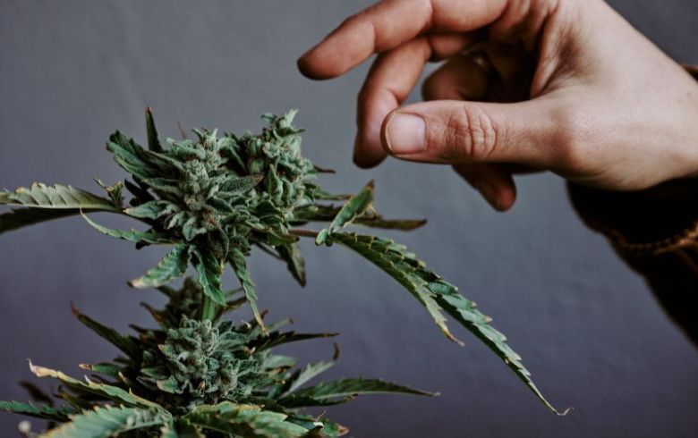 Notizie sulla cannabis