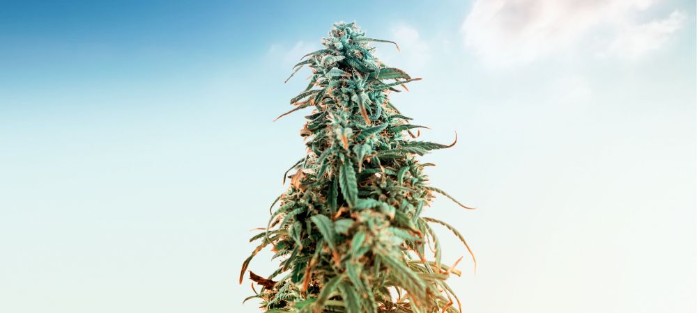 migliori varietà per climi freddi 1000 x 450