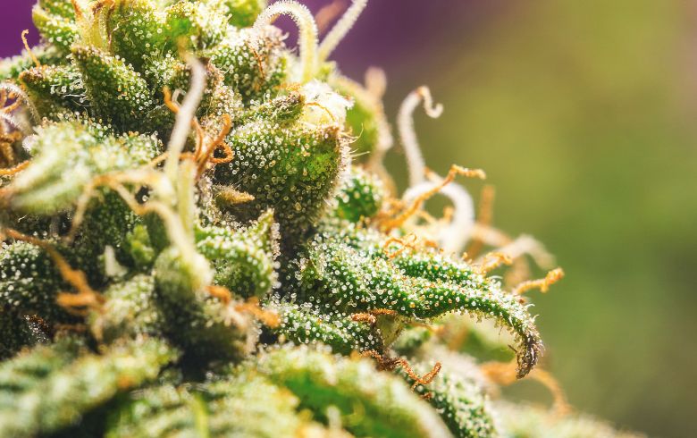 Notizie sulla cannabis