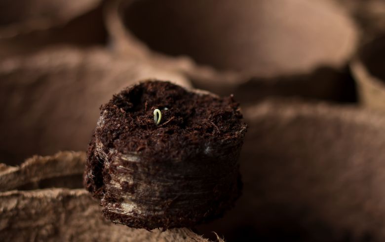 Notizie sulla cannabis