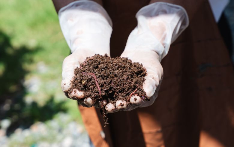 Notizie sulla cannabis