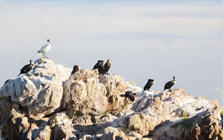 Notizie sulla cannabis