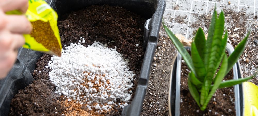 Perlite per piante