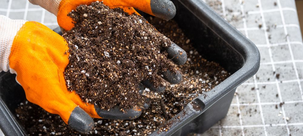 Perlite per piante combinazione