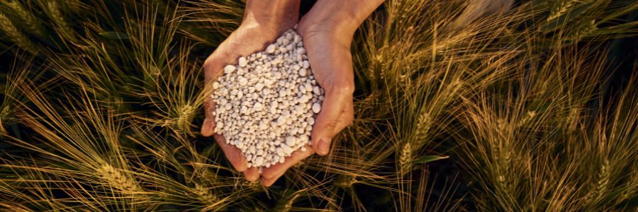 Notizie sulla cannabis