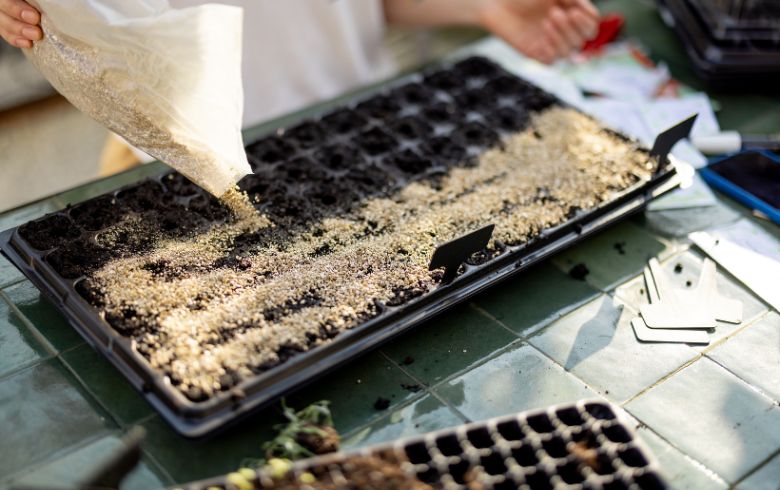 Notizie sulla cannabis