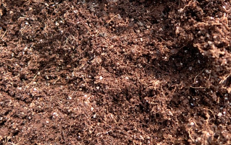 Notizie sulla cannabis