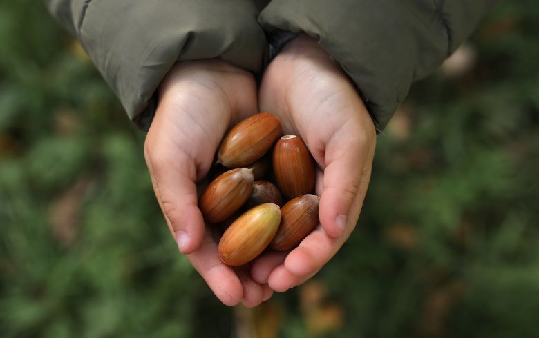 Notizie sulla cannabis