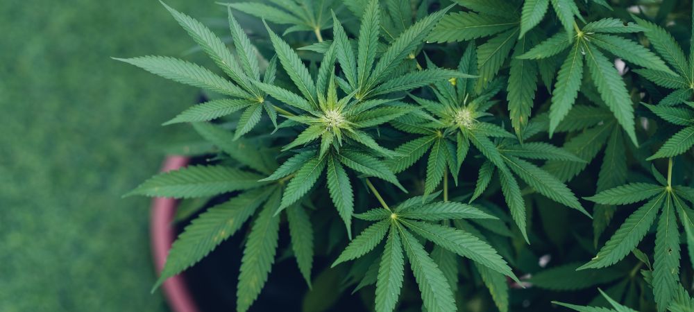 fertilizzante fatto in casa per la fioritura