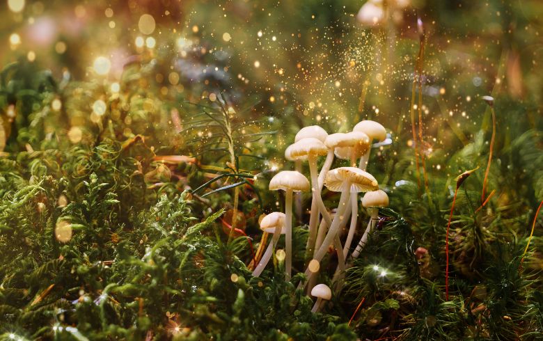 Notizie sulla cannabis