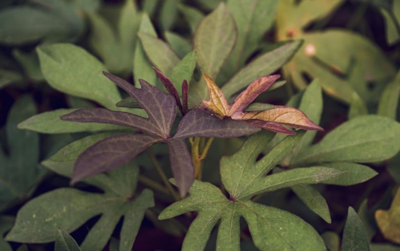 Notizie sulla cannabis