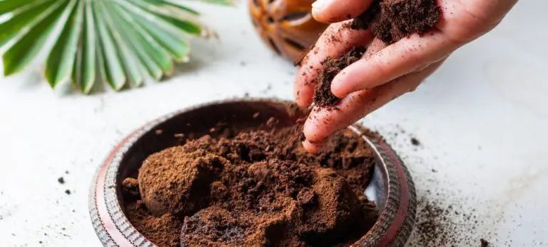 fondi di caffè come fertilizzante