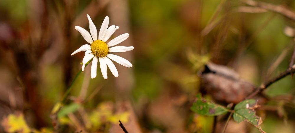 Si può fumare la camomilla