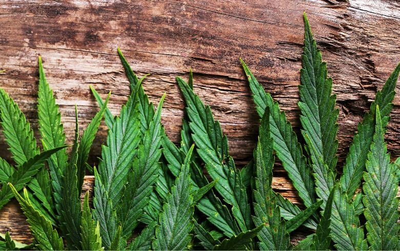 Notizie sulla cannabis