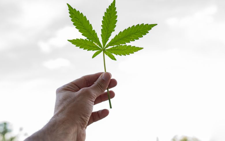 Notizie sulla cannabis