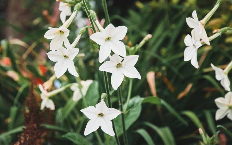 Notizie sulla cannabis