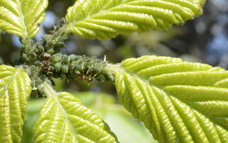 Notizie sulla cannabis