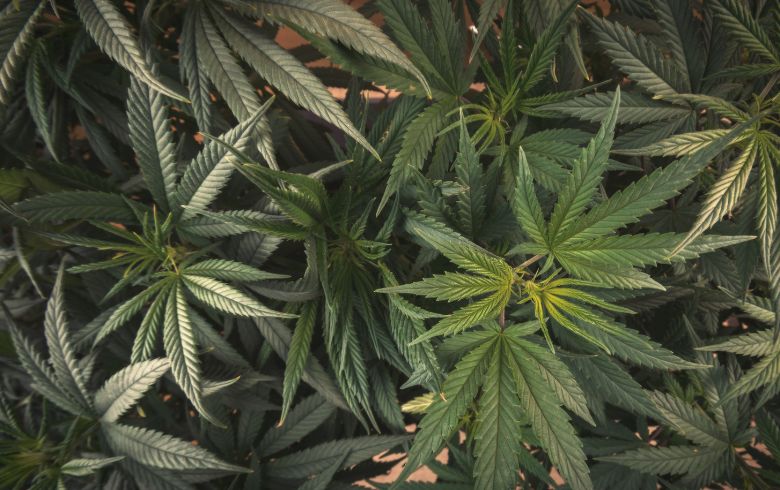 Notizie sulla cannabis