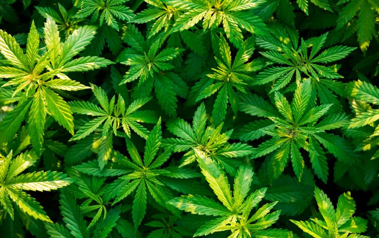 Notizie sulla cannabis