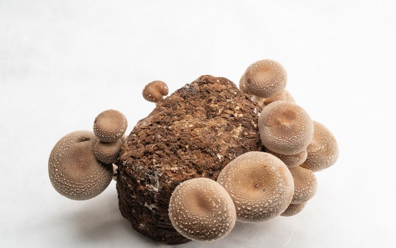 Notizie sulla cannabis