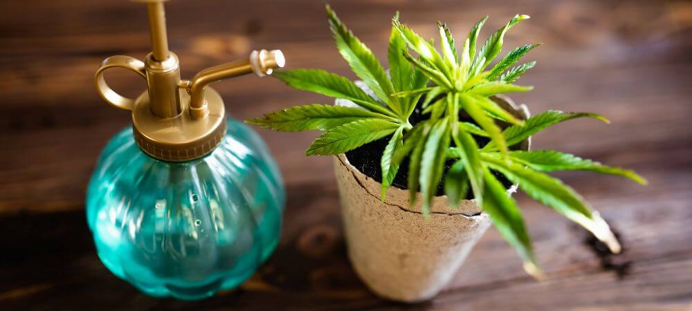 Acqua ossigenata contro l'oidio