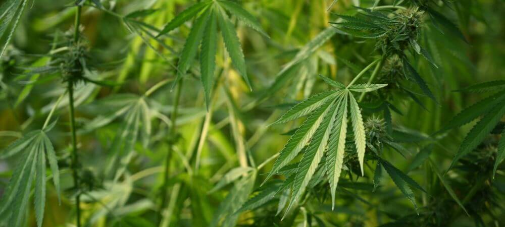 Eau oxygénée et oïdium