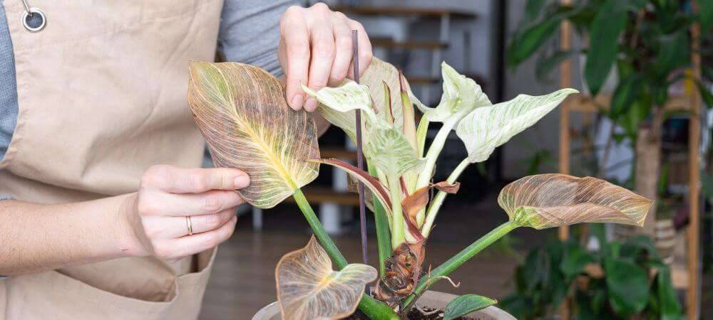 Acqua ossigenata contro l'oidio