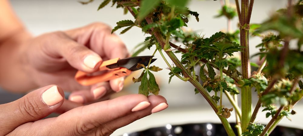 Monster Cropping come si fa