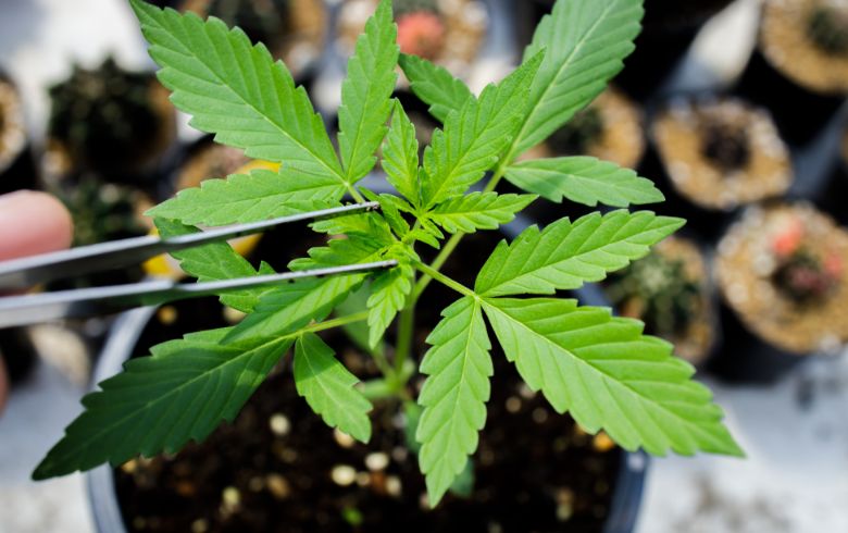 Notizie sulla cannabis