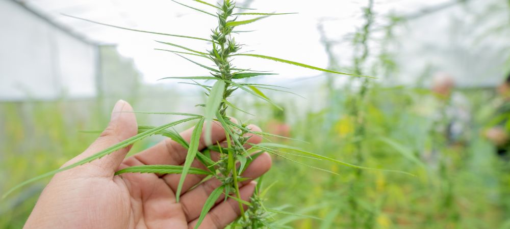 Cos'è il Monster Cropping