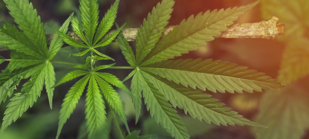 Come risolvere il problema delle foglie gialle sulle piante di marijuana