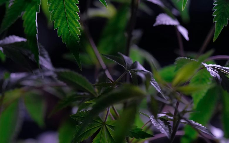 Notizie sulla cannabis