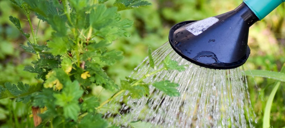 foglie gialle cannabis