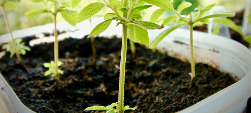 Come risolvere il problema delle foglie gialle sulle piante di marijuana