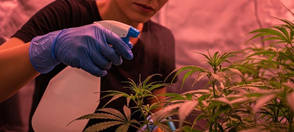 Applicazione dell'insetticida casalingo per piante con sapone potassico