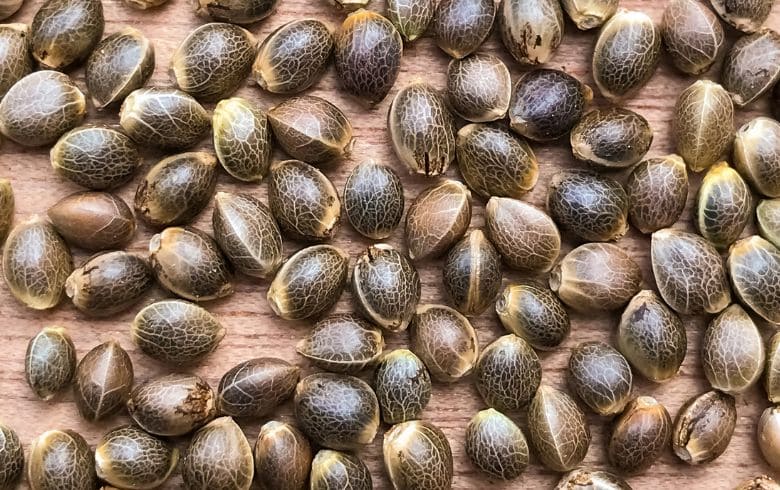 Notizie sulla cannabis