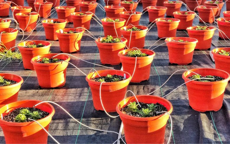 Come calcolare il tempo di irrigazione a goccia per una coltura produttiva di marijuana