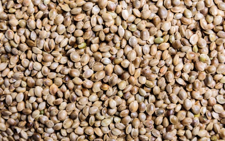 Notizie sulla cannabis