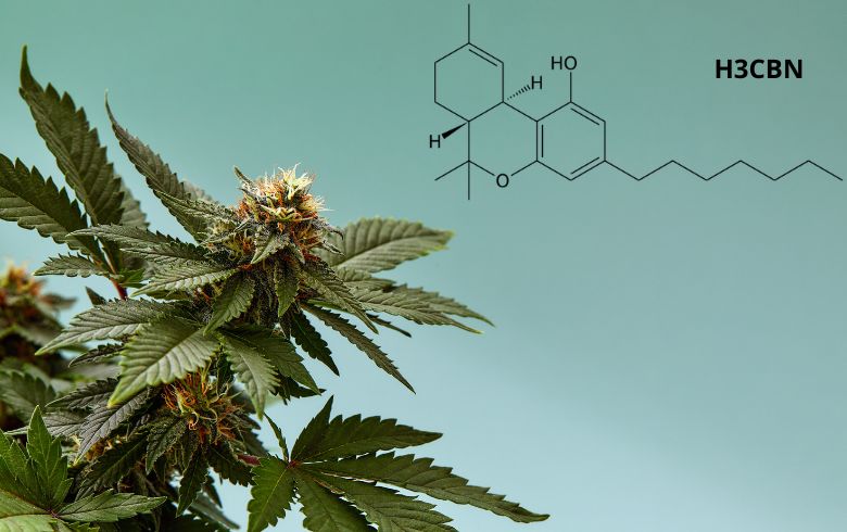 Notizie sulla cannabis