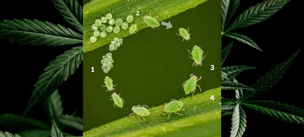 Insetticida casalingo per piante con sapone potassico - ciclo vitale dei parassiti