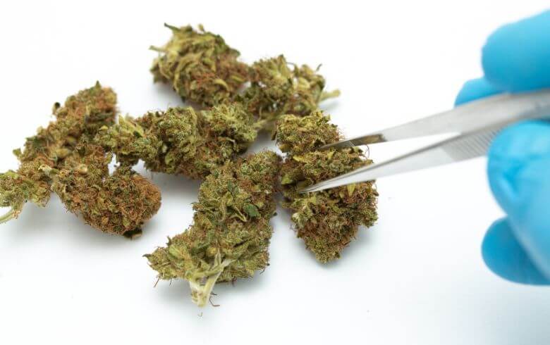 Notizie sulla cannabis