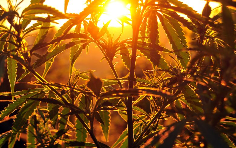 Notizie sulla cannabis