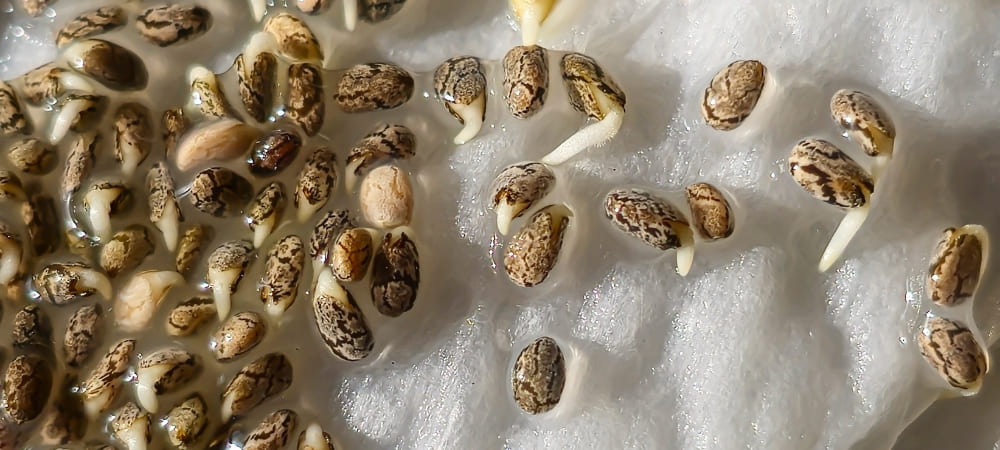 Factores de la germinacion de semillas